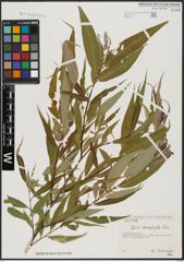 Foto von Salix acmophylla Boiss.